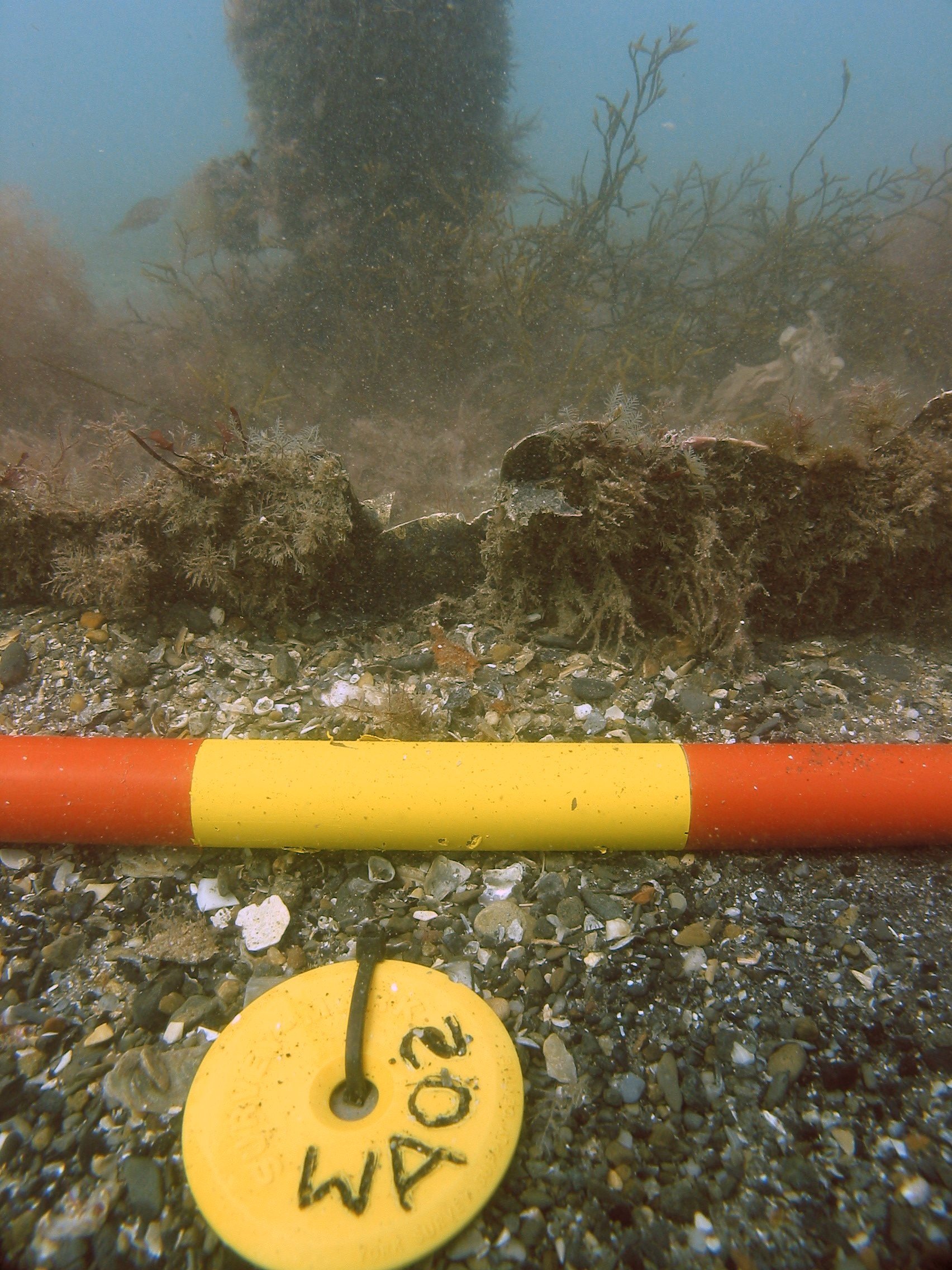 Sheathing underwater showing where samples were taken (photo. Wessex Archaeology) 